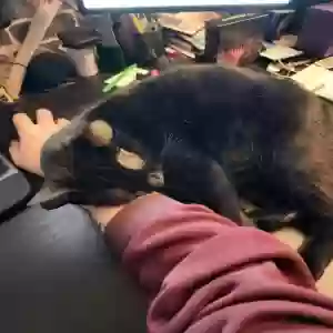 adoptable Cat in Cartersville, GA named Thorne